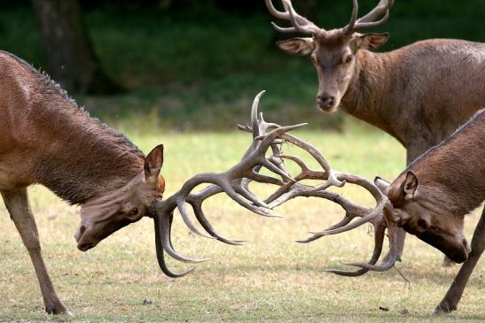 Rothirsch - Probekrachen - Wildpark Alte Fasanerie Klein Auheim 2020