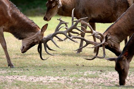 Rothirsch - Probekrachen - Wildpark Alte Fasanerie Klein Auheim 2020