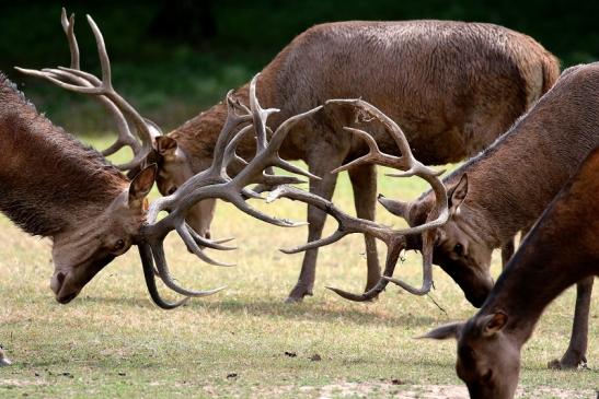 Rothirsch - Probekrachen - Wildpark Alte Fasanerie Klein Auheim 2020