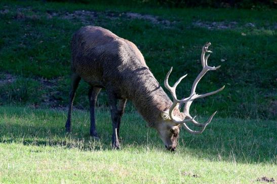 Rothirsch Wildpark Alte Fasanerie Klein Auheim 2020