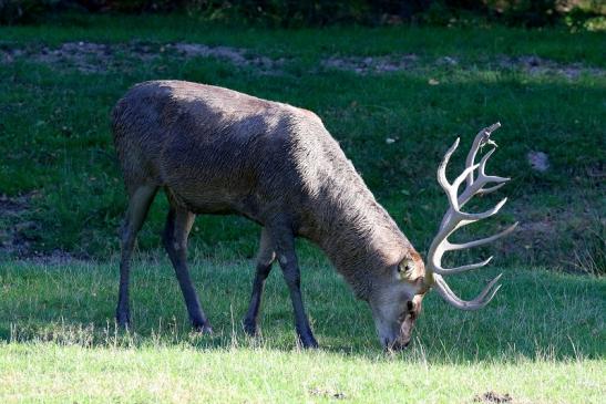 Rothirsch Wildpark Alte Fasanerie Klein Auheim 2020