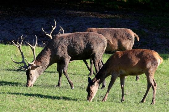 Rothirsch Wildpark Alte Fasanerie Klein Auheim 2020