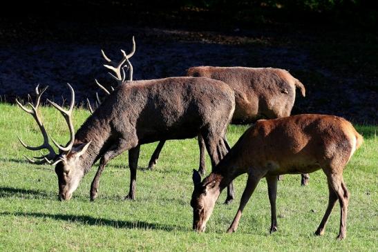 Rothirsch Wildpark Alte Fasanerie Klein Auheim 2020