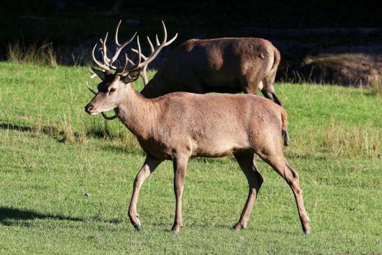 Rothirsch Wildpark Alte Fasanerie Klein Auheim 2020