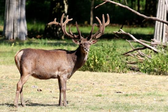 Rothirsch Wildpark Alte Fasanerie Klein Auheim 2023