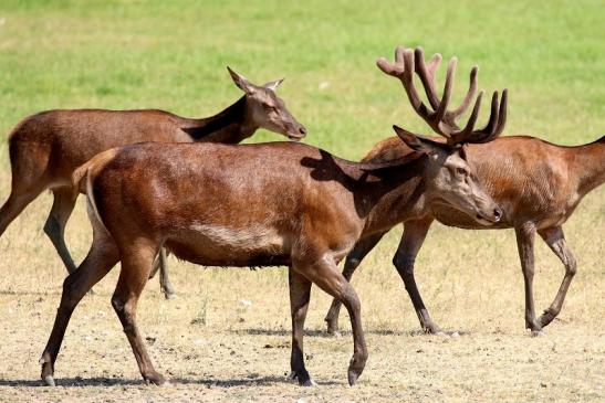 Rothirsch Wildpark Alte Fasanerie Klein Auheim 2023