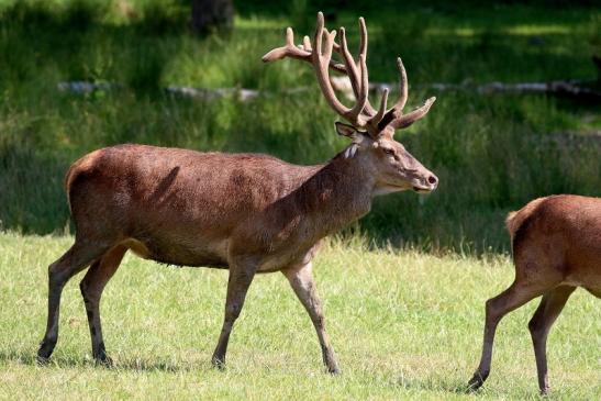 Rothirsch Wildpark Alte Fasanerie Klein Auheim 2023