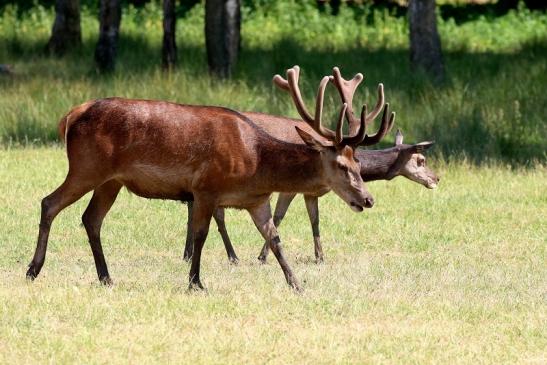 Rothirsch Wildpark Alte Fasanerie Klein Auheim 2023