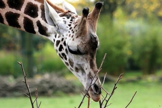 Rothschild Giraffe Opel Zoo Kronberg 2014