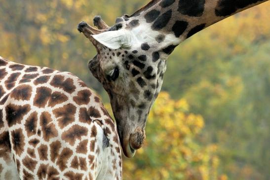 Rothschild Giraffe Opel Zoo Kronberg 2014