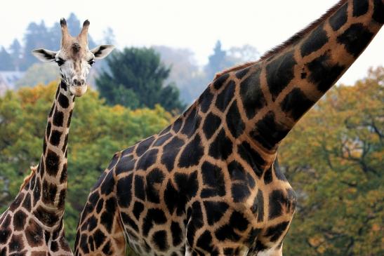 Rothschild Giraffe Opel Zoo Kronberg 2014