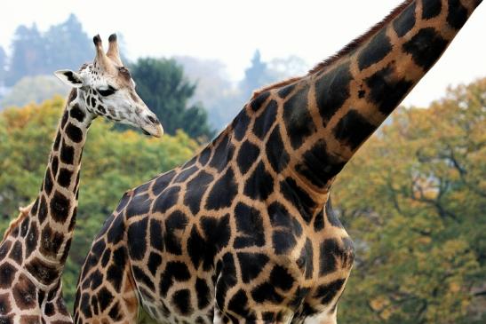 Rothschild Giraffe Opel Zoo Kronberg 2014