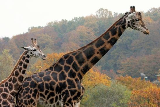 Rothschild Giraffe Opel Zoo Kronberg 2014