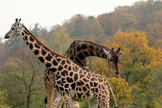 Rothschild Giraffe Opel Zoo Kronberg 2014