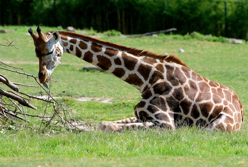 Rothschild Giraffe Opel Zoo Kronberg 2014
