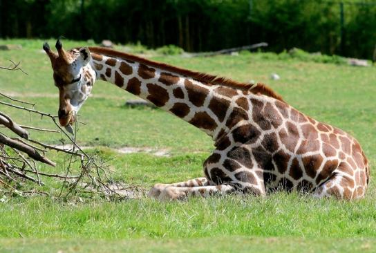 Rothschild Giraffe Opel Zoo Kronberg 2014