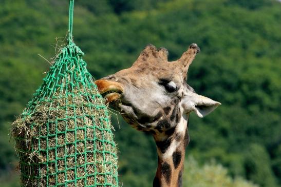 Rothschild Giraffe Opel Zoo Kronberg 2014