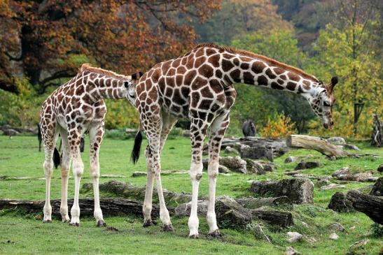 Rothschild Giraffe Opel Zoo Kronberg 2014