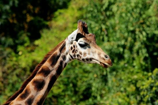 Rothschild Giraffe Opel Zoo Kronberg 2014