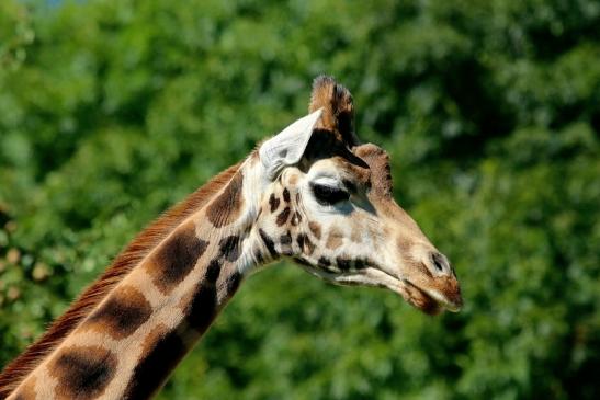 Rothschild Giraffe Opel Zoo Kronberg 2014