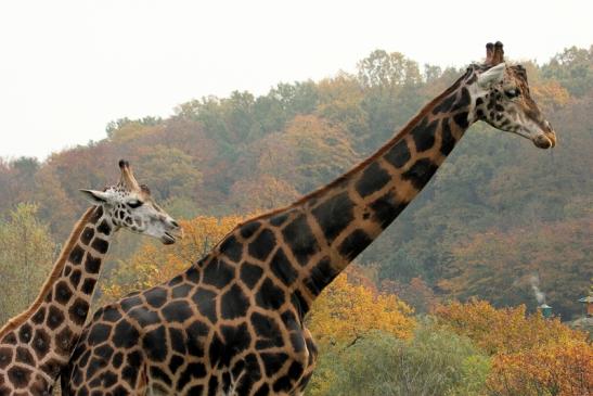 Rothschild Giraffe Opel Zoo Kronberg 2014