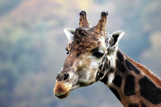 Rothschild Giraffe Opel Zoo Kronberg 2014