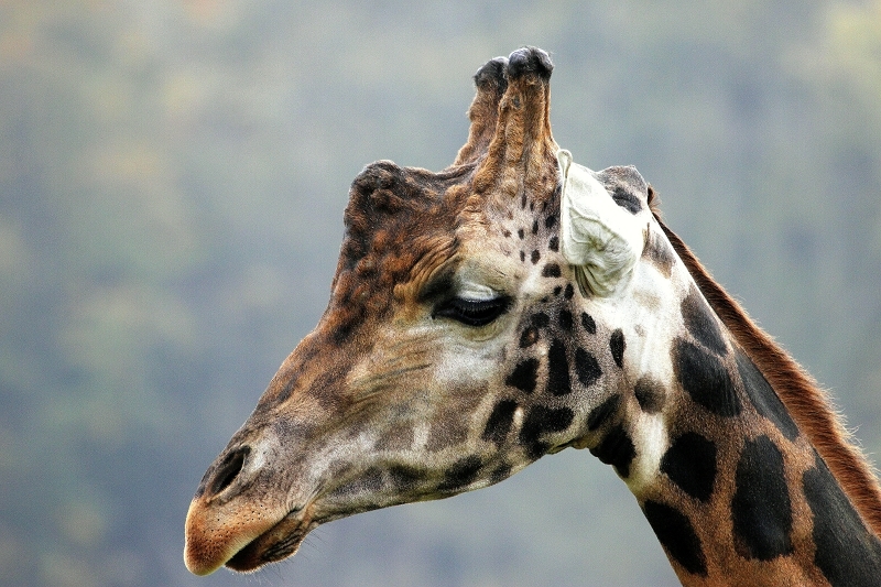 Rothschild Giraffe Opel Zoo Kronberg 2014