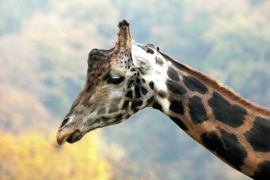 Rothschild Giraffe Opel Zoo Kronberg 2014