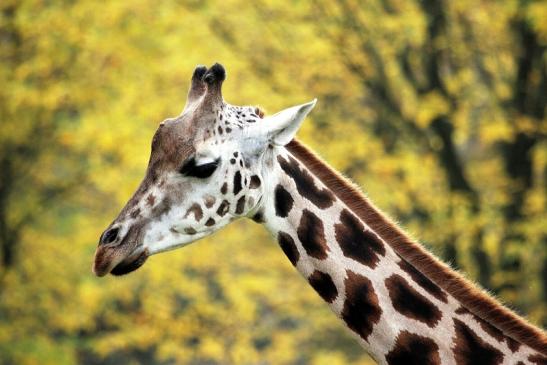 Rothschild Giraffe Opel Zoo Kronberg 2014