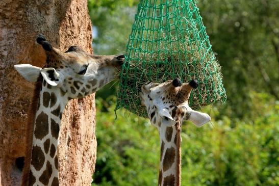 Rothschild Giraffe Opel Zoo Kronberg 2014