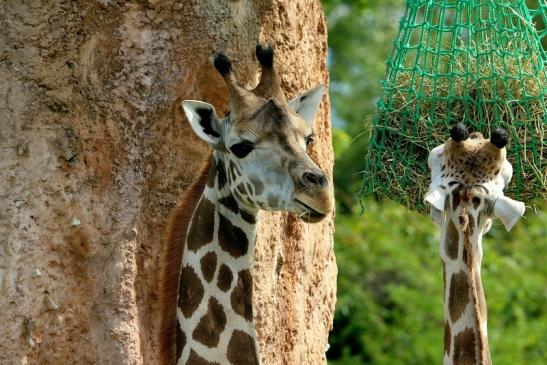 Rothschild Giraffe Opel Zoo Kronberg 2014