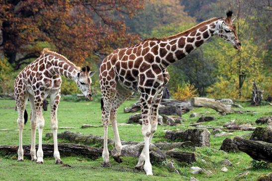 Rothschild Giraffe Opel Zoo Kronberg 2014