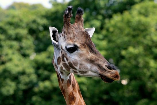 Rothschild Giraffe Opel Zoo Kronberg 2014