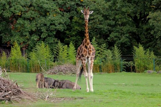 Rothschild Giraffe Opel Zoo Kronberg 2014