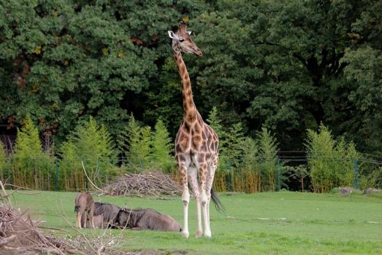 Rothschild Giraffe Opel Zoo Kronberg 2014