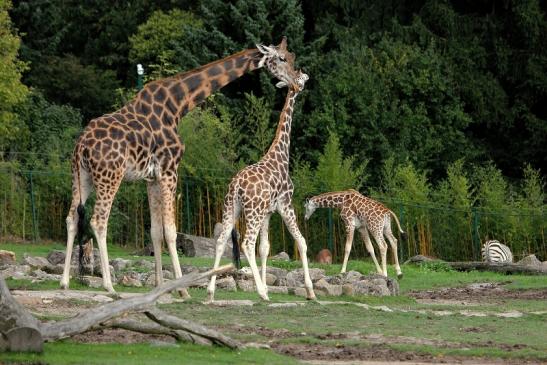Rothschild Giraffe Opel Zoo Kronberg 2014