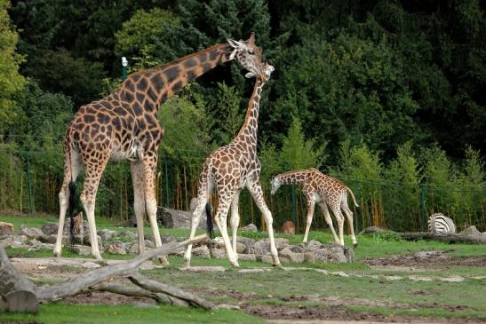 Rothschild Giraffe Opel Zoo Kronberg 2014