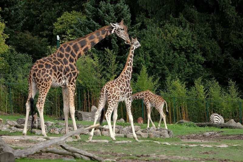 Rothschild Giraffe Opel Zoo Kronberg 2014