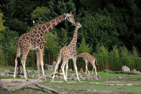 Rothschild Giraffe Opel Zoo Kronberg 2014