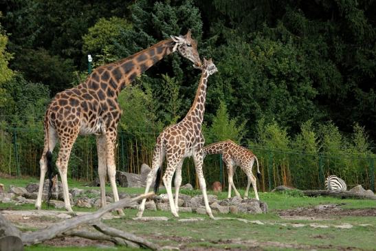 Rothschild Giraffe Opel Zoo Kronberg 2014