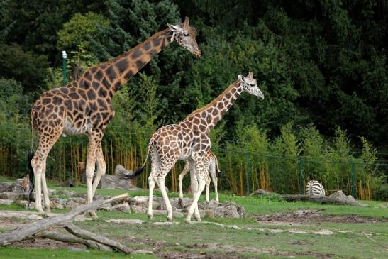 Rothschild Giraffe Opel Zoo Kronberg 2014