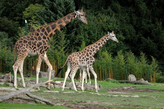 Rothschild Giraffe Opel Zoo Kronberg 2014