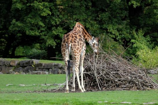 Rothschild Giraffe Opel Zoo Kronberg 2014