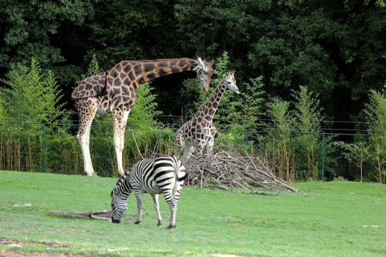 Rothschild Giraffe Opel Zoo Kronberg 2014