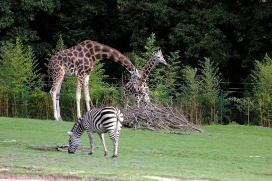 Rothschild Giraffe Opel Zoo Kronberg 2014