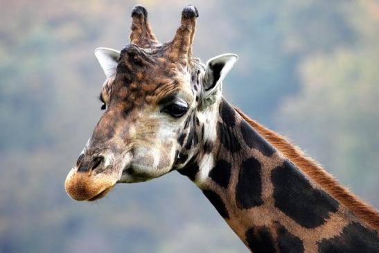 Rothschild Giraffe Opel Zoo Kronberg 2014