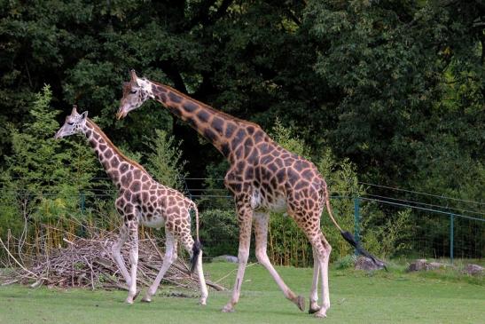 Rothschild Giraffe Opel Zoo Kronberg 2014