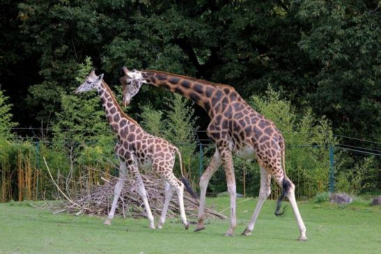 Rothschild Giraffe Opel Zoo Kronberg 2014