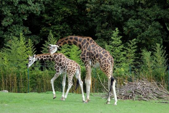 Rothschild Giraffe Opel Zoo Kronberg 2014