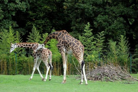 Rothschild Giraffe Opel Zoo Kronberg 2014